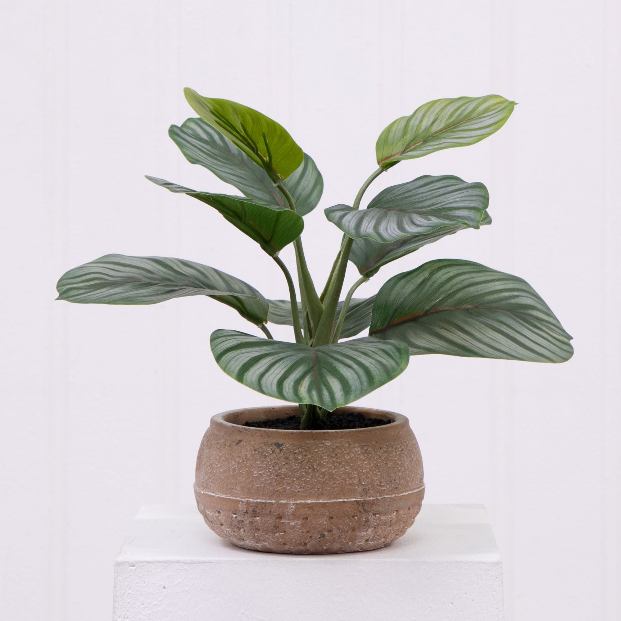 Better Homes & Gardens 9.5"H Artificial Indoor Calathea in Stone Planter