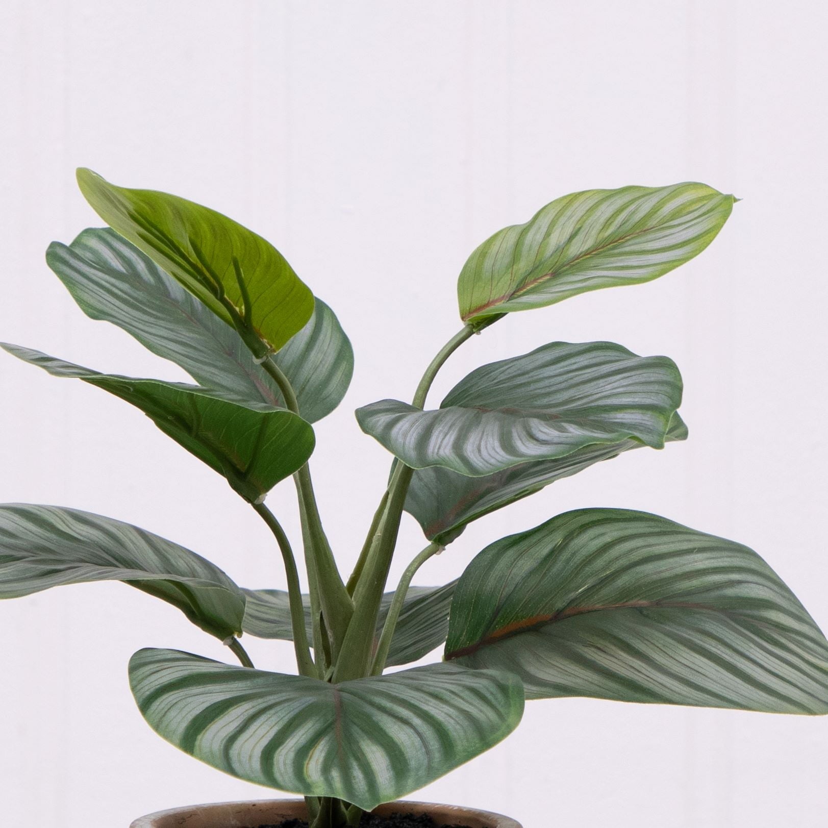 Better Homes & Gardens 9.5"H Artificial Indoor Calathea in Stone Planter